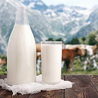 Milk bottle and glass of milk at wooden table top on background of mountain pasture and cows herd. Ecological milk production